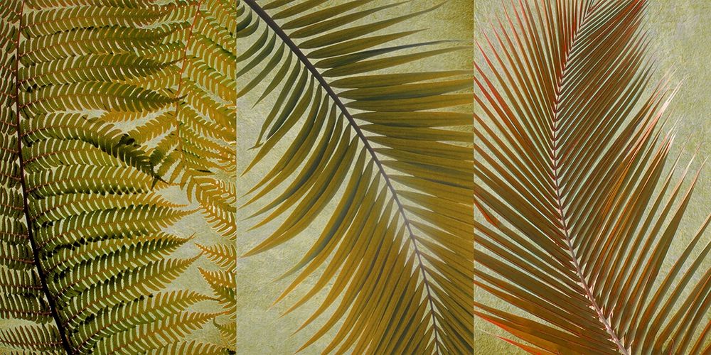Palm Trio art print by Anonymous for $57.95 CAD