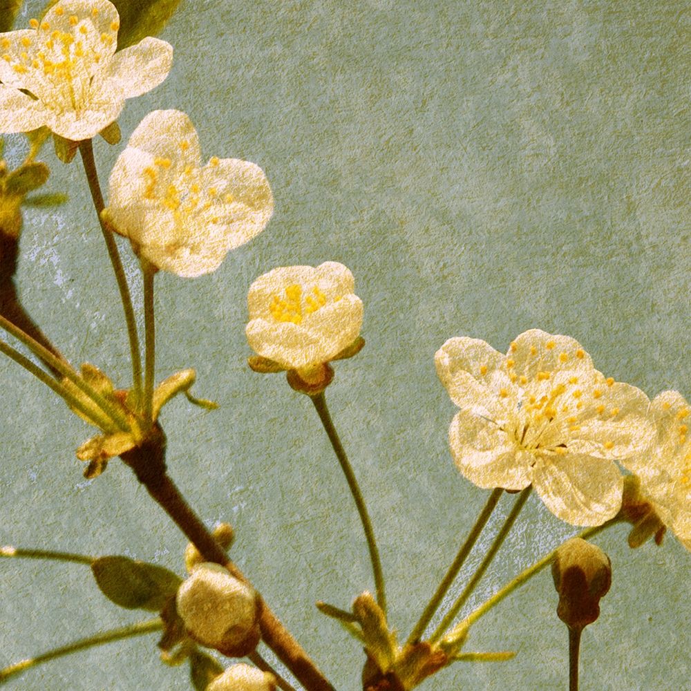 Blossoming Branch art print by Anonymous for $57.95 CAD