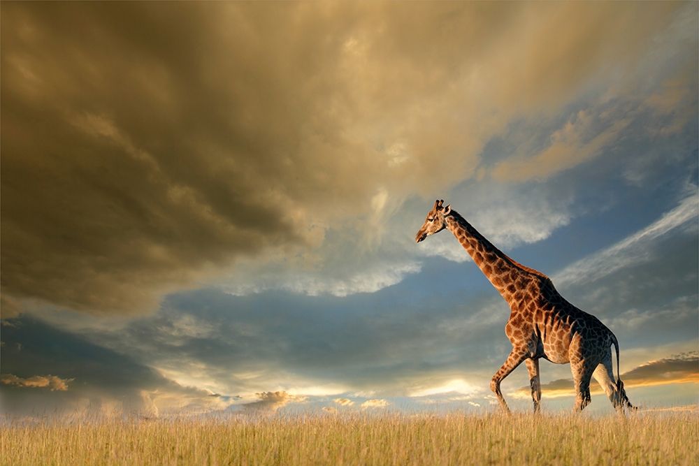 Giraffes, African Skies art print by Anonymous for $57.95 CAD