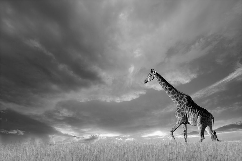 Giraffes, African Skies art print by Anonymous for $57.95 CAD