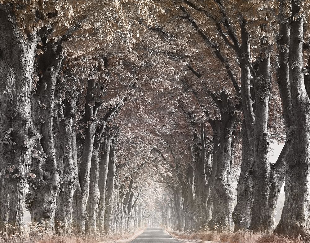Down The Country Road art print by Anonymous for $57.95 CAD