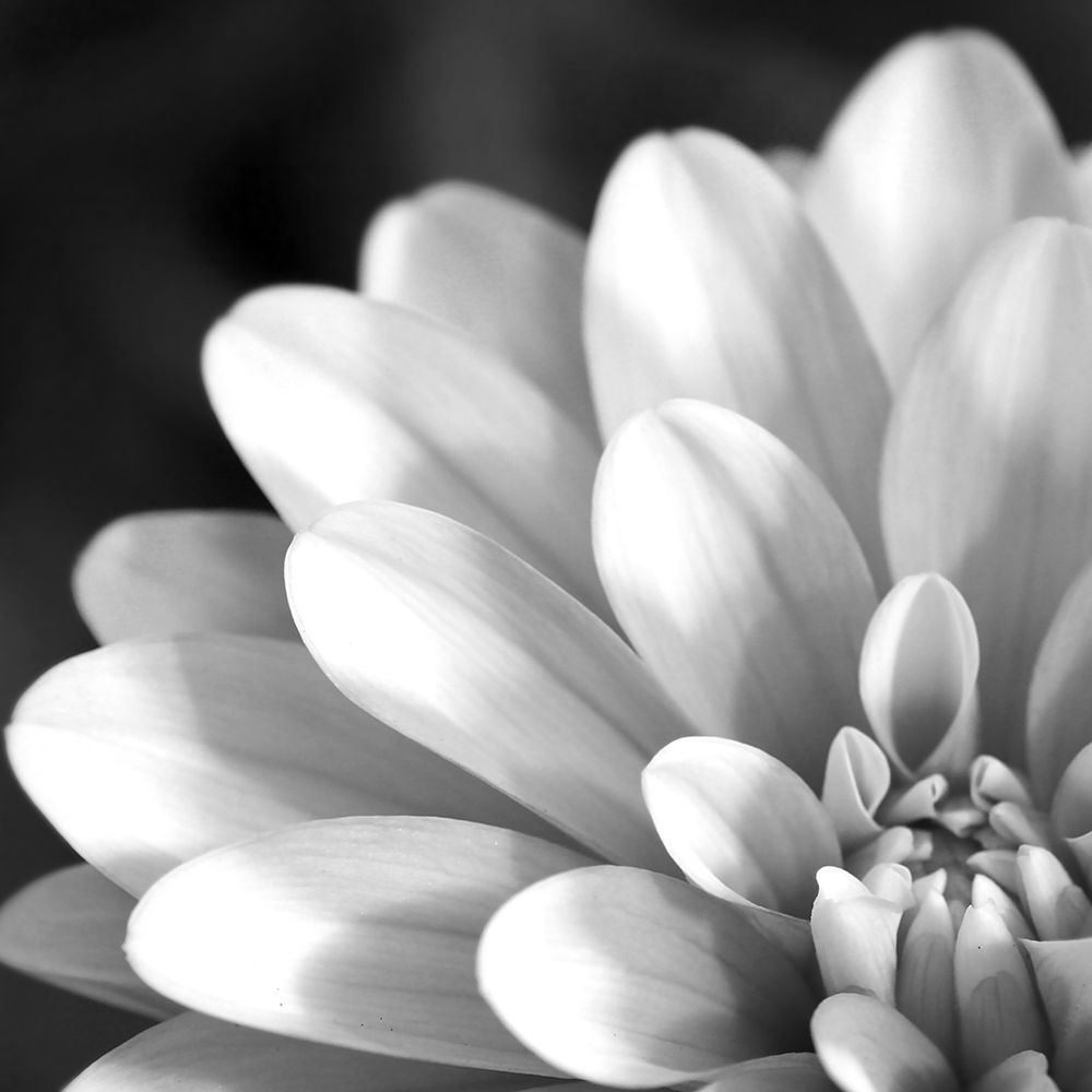 Radiating Petals art print by Anonymous for $57.95 CAD