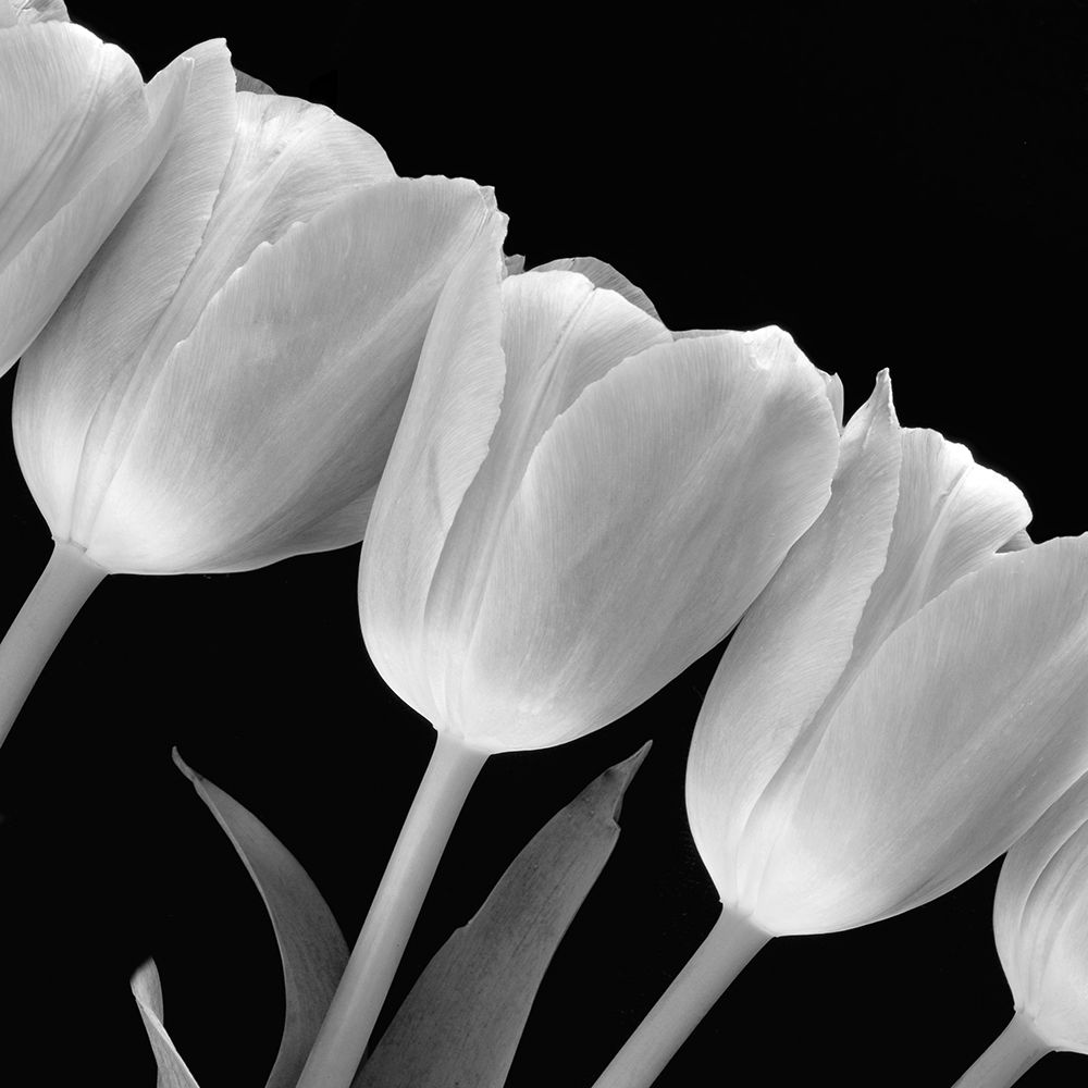 Tulip Line art print by Anonymous for $57.95 CAD