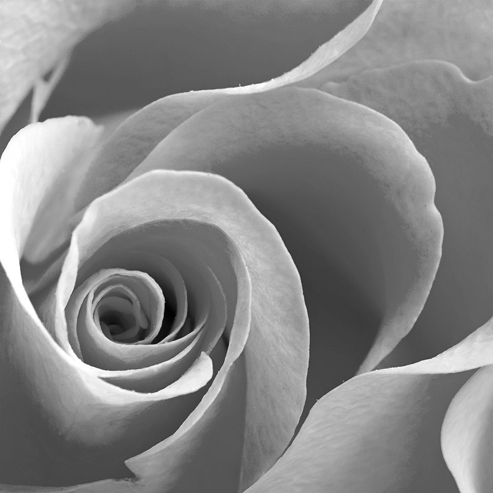 Rose Spiral II art print by Anonymous for $57.95 CAD