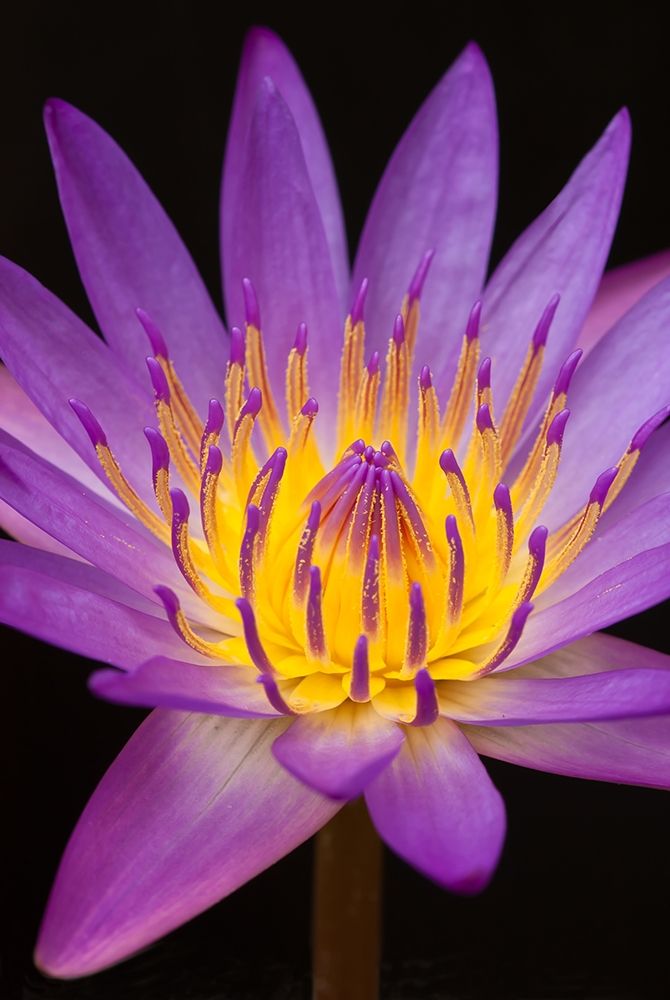 Violet Lotus art print by Anonymous for $57.95 CAD