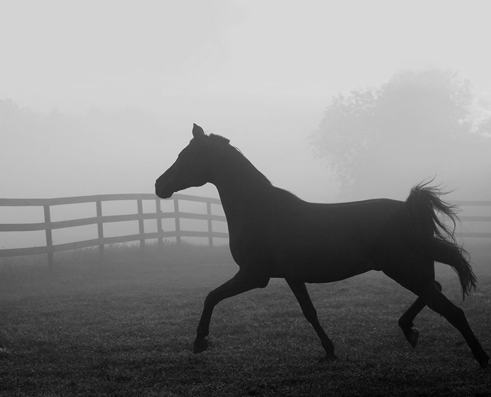 Morning Pasture II art print by Anonymous for $57.95 CAD