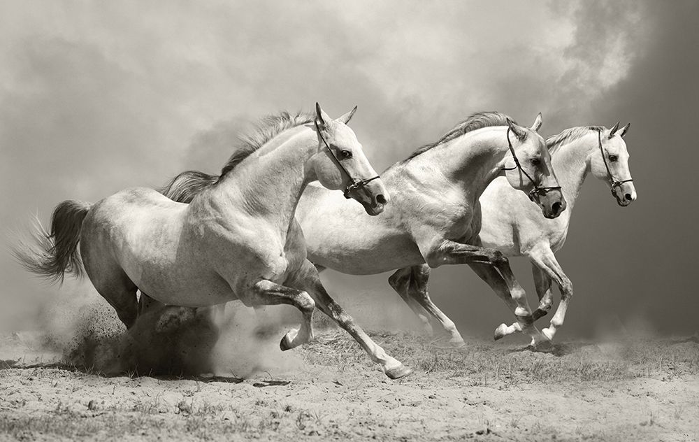 White Stallions II art print by Anonymous for $57.95 CAD