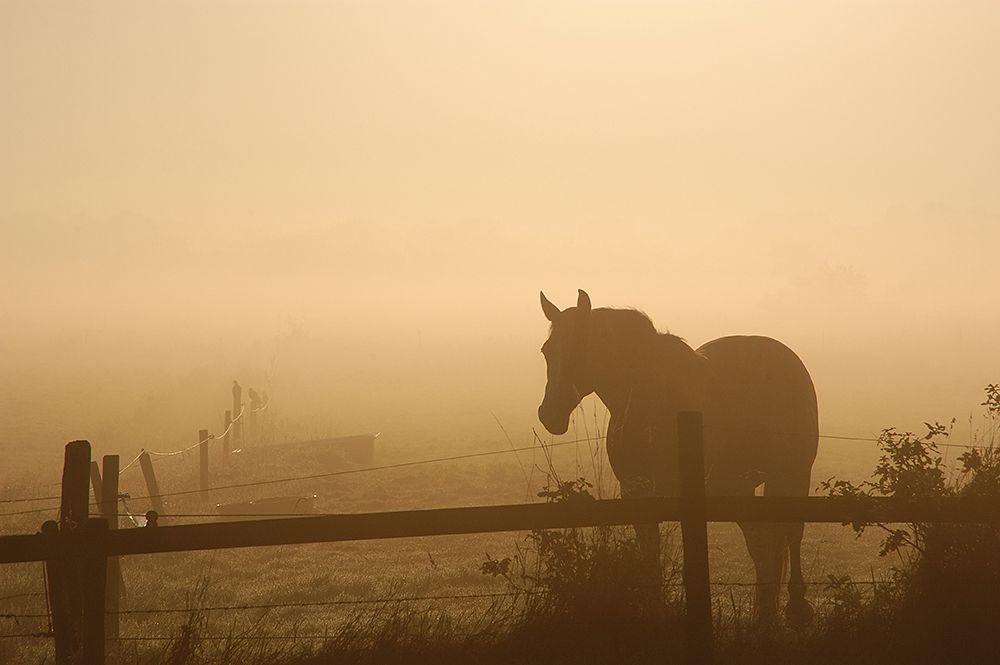 Grazing in the Mist II art print by Anonymous for $57.95 CAD