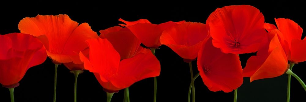 Vermilion Poppies art print by R. Crum for $57.95 CAD