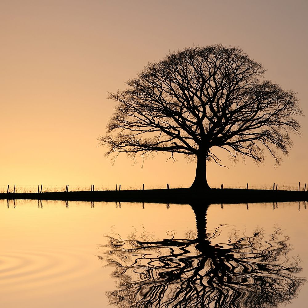 Shimmering Oak, Color art print by Anonymous for $57.95 CAD