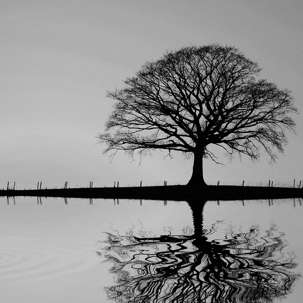 Shimmering Oak art print by Anonymous for $57.95 CAD