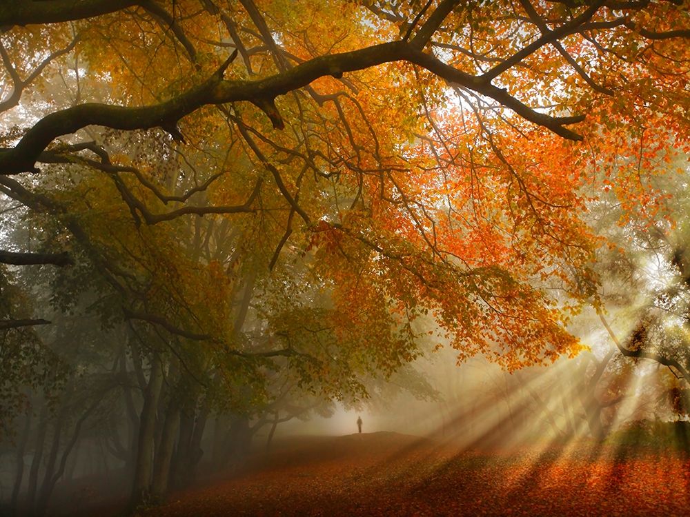 Sunburst Woods art print by Critchley for $57.95 CAD