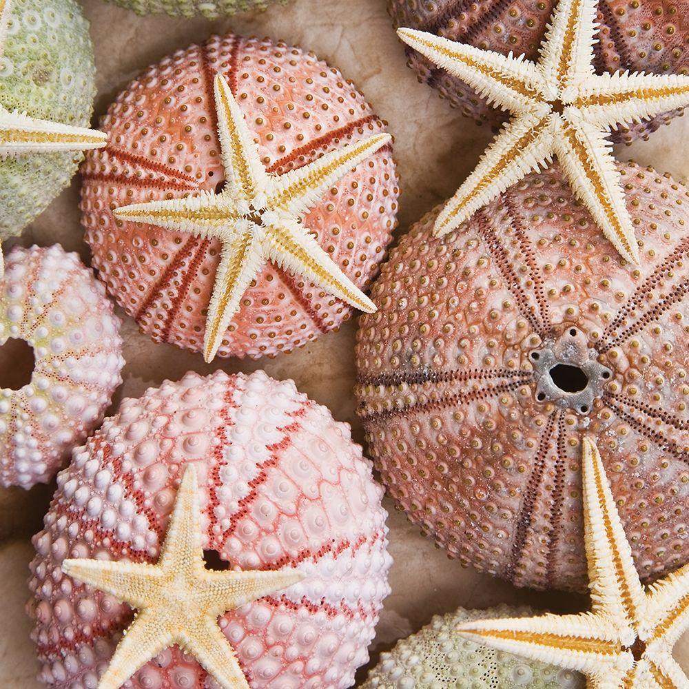 Starfish and Sea Urchins art print by Bramwell for $57.95 CAD
