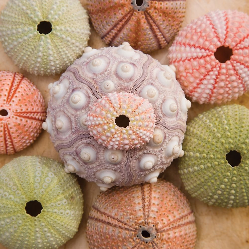 Sea Urchin Group art print by Bramwell for $57.95 CAD