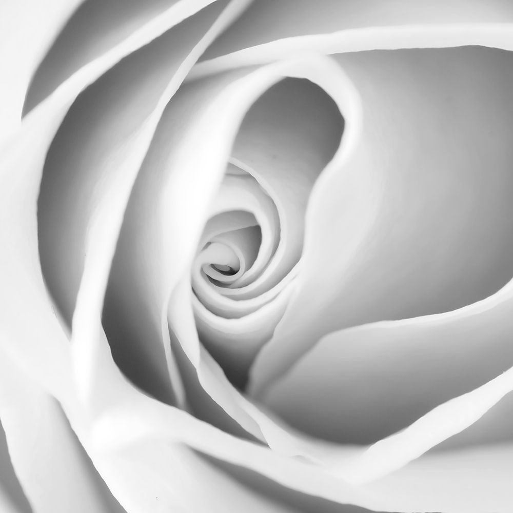 Rose Swirl I art print by Anonymous for $57.95 CAD