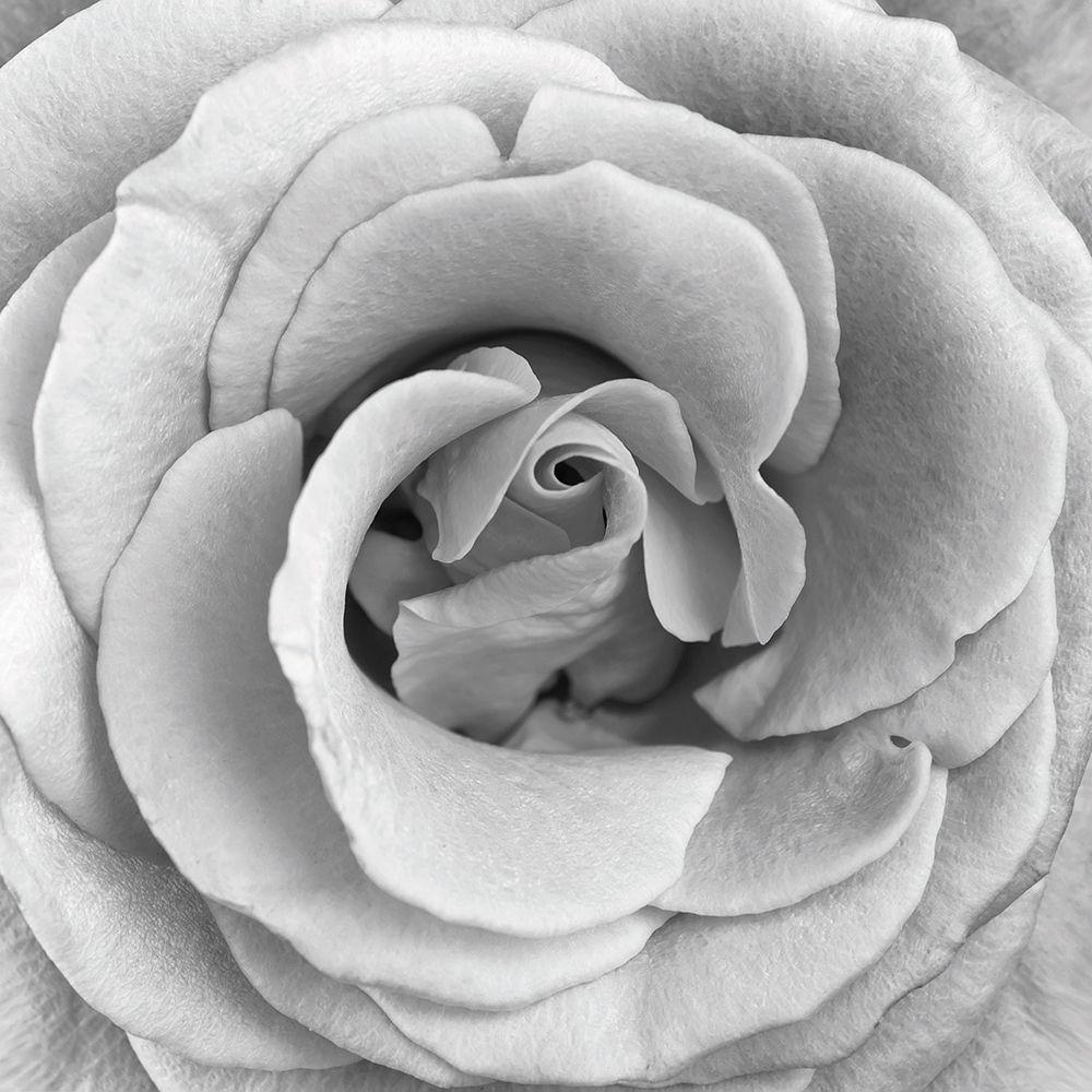 Rose Swirl II art print by Anonymous for $57.95 CAD