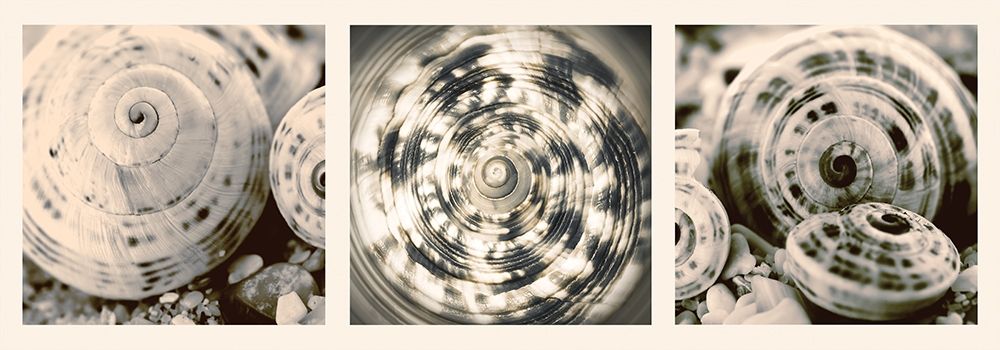Shell Collection art print by N. Lourens for $57.95 CAD