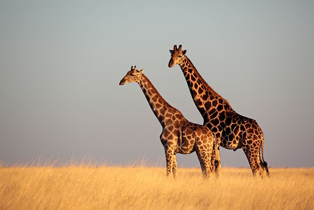 African Skies II art print by Anonymous for $57.95 CAD