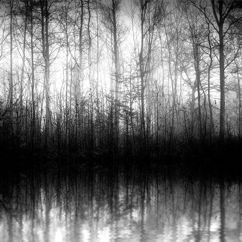Forest Mist art print by Anonymous for $57.95 CAD