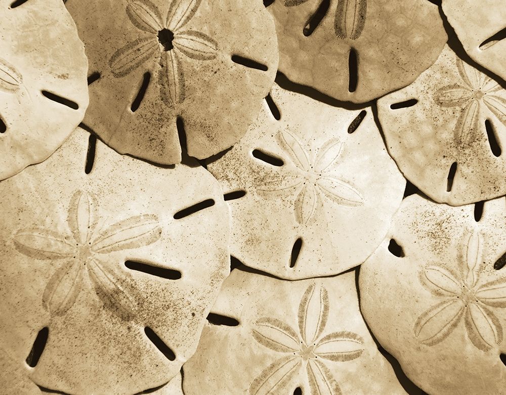 Sand Dollar Grouping art print by Anonymous for $57.95 CAD