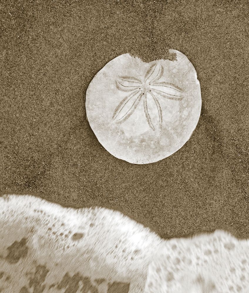 Sand Dollar and Surf art print by Anonymous for $57.95 CAD