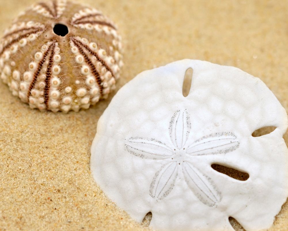 Sand Dollar and Sea Urchin art print by Anonymous for $57.95 CAD
