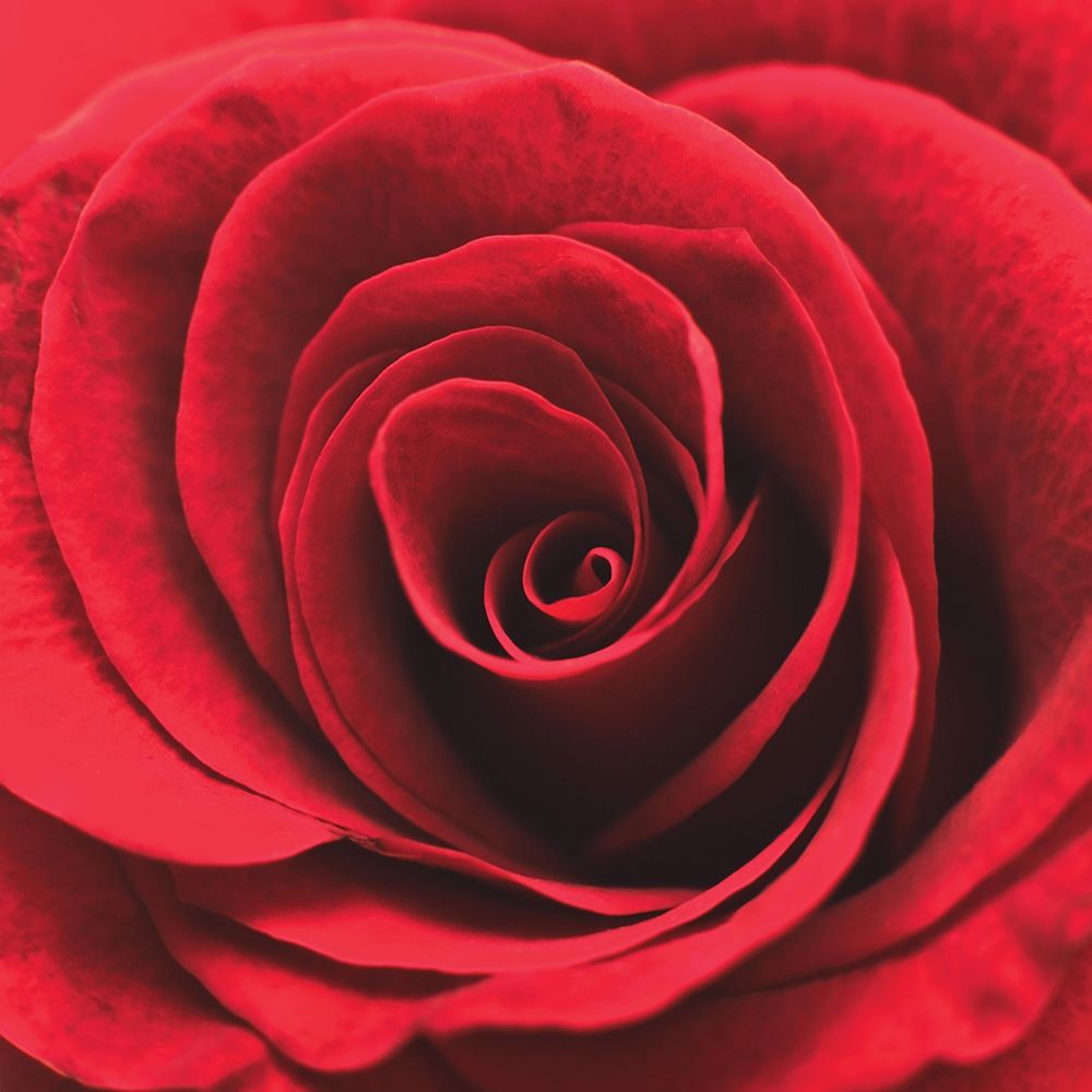 Red Rosebud├é┬á art print by Swanepoel for $57.95 CAD