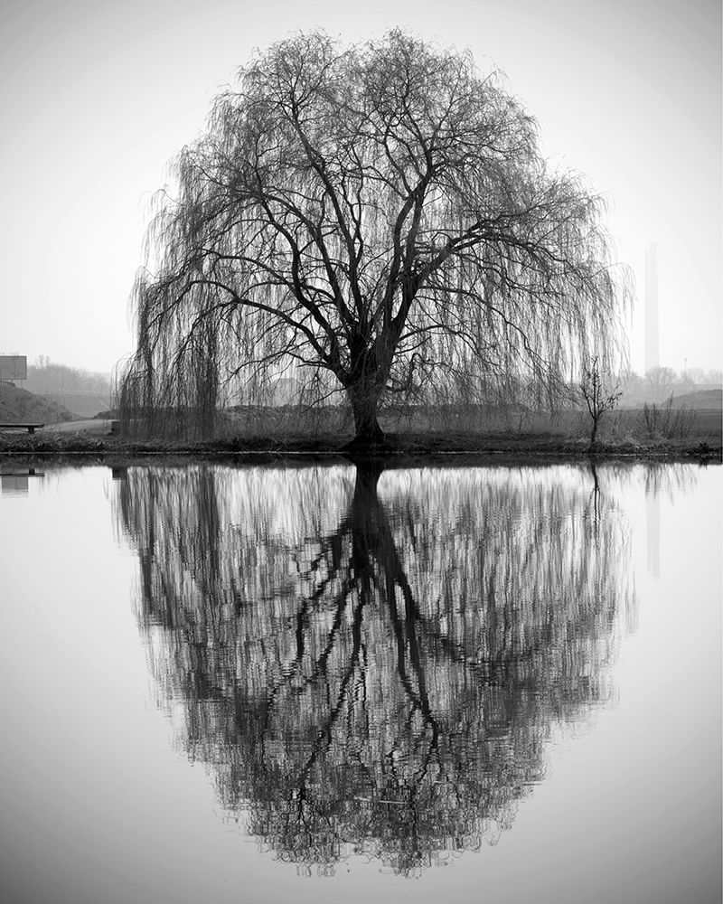 Majestic Willow art print by Anonymous for $57.95 CAD