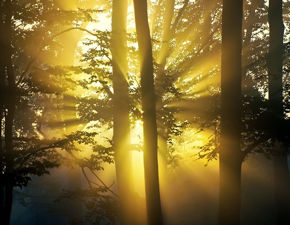 Light Through the Trees I, Color art print by Anonymous for $57.95 CAD