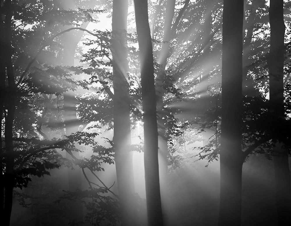 Light Through the Trees I art print by Anonymous for $57.95 CAD