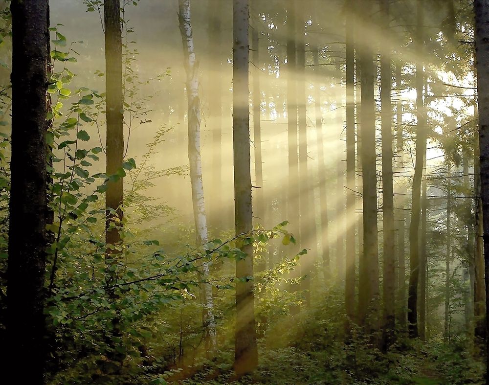 Light Through the Trees II art print by Anonymous for $57.95 CAD