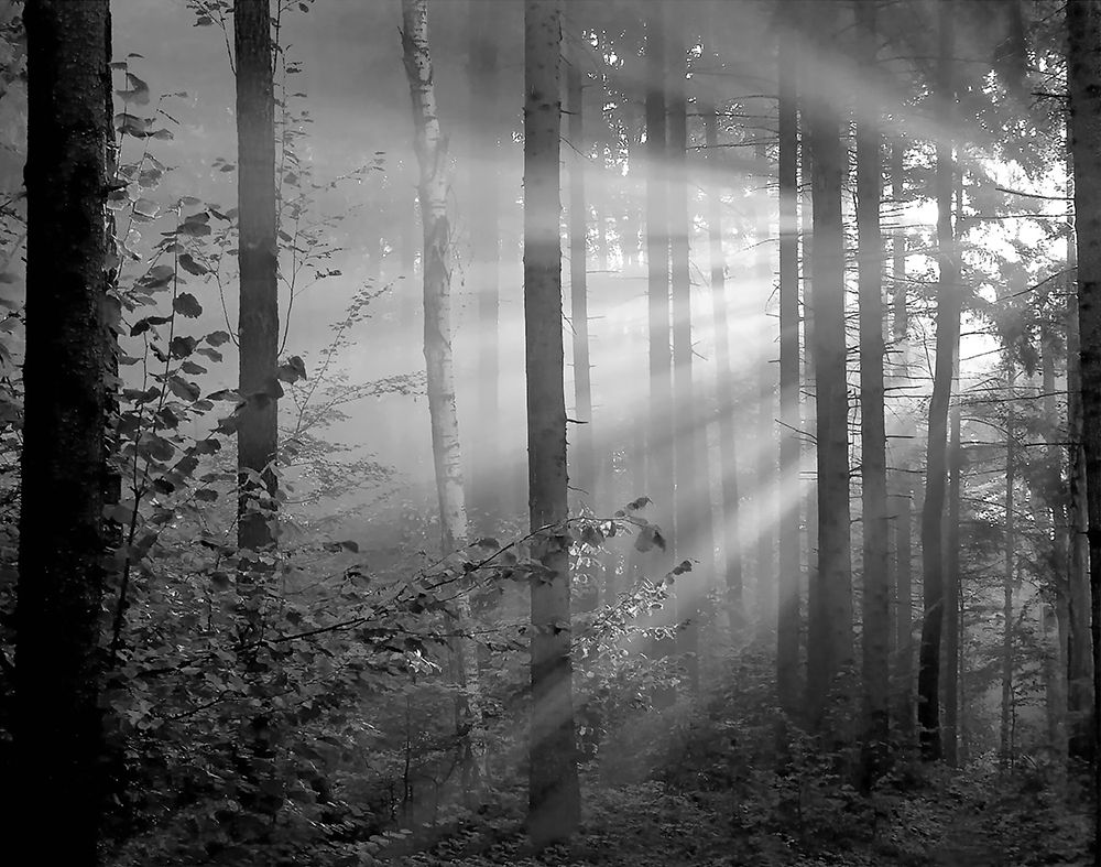 Light Through the Trees II art print by Anonymous for $57.95 CAD