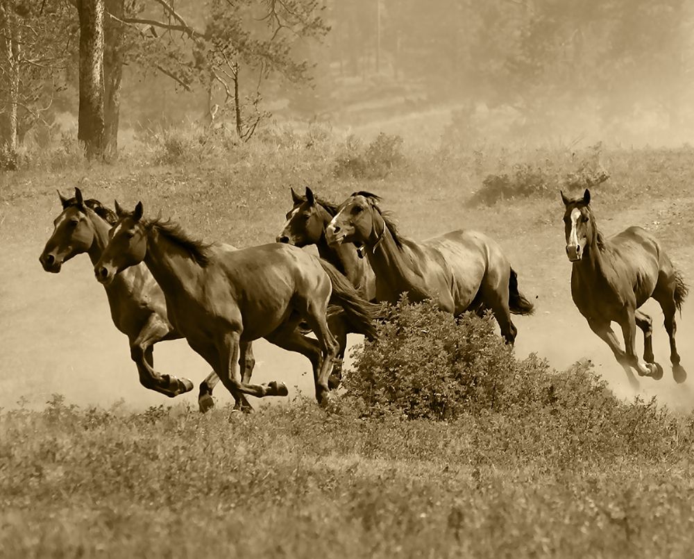 Wild Horses II art print by Anonymous for $57.95 CAD