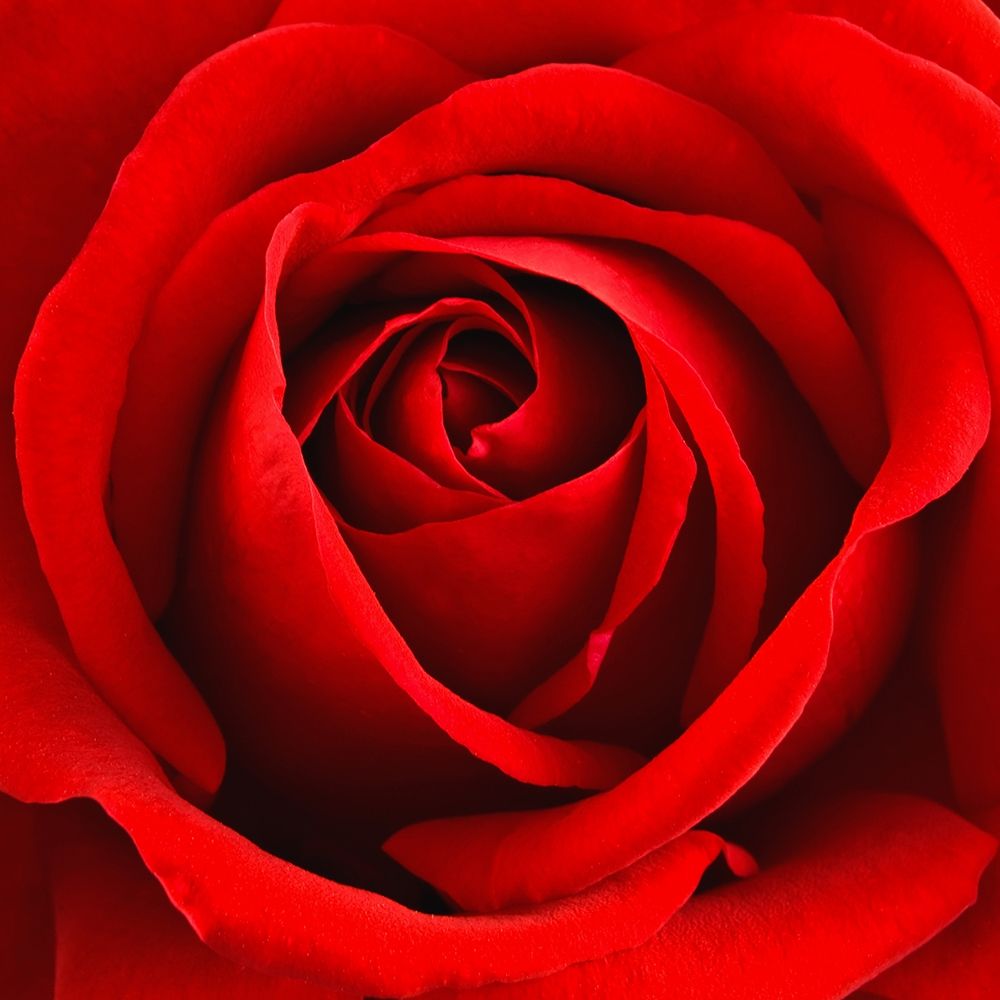 Scarlet Rose art print by Anonymous for $57.95 CAD
