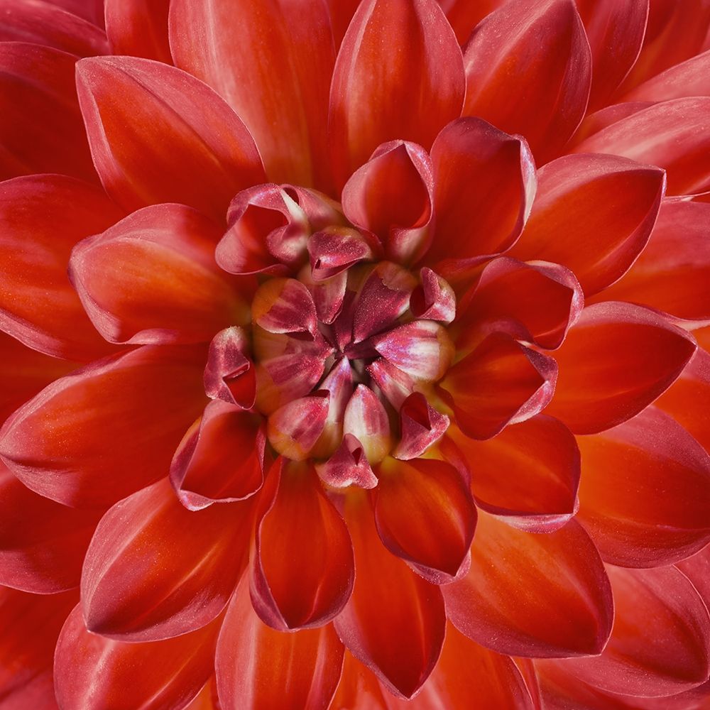 Red Dahlia art print by Anonymous for $57.95 CAD