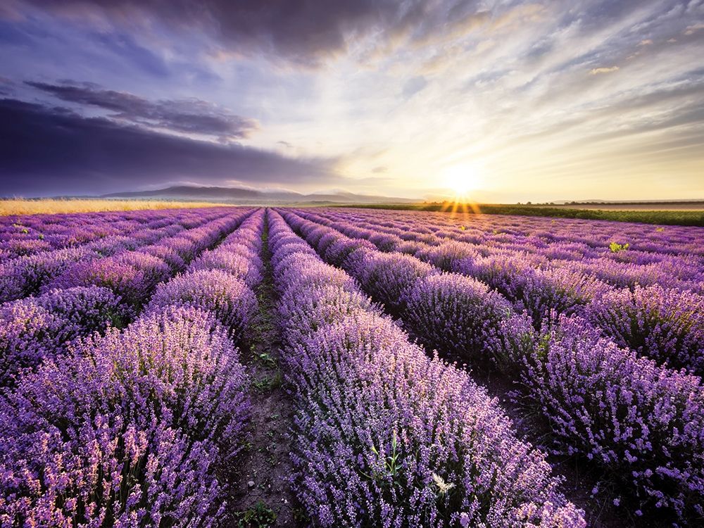 Lavender Sunrise art print by Anonymous for $57.95 CAD
