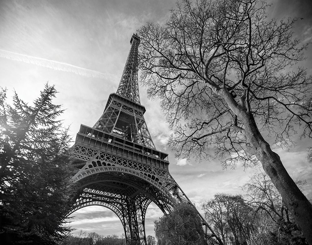 Eiffel Tower with Tree art print by Stephane Graciet for $57.95 CAD