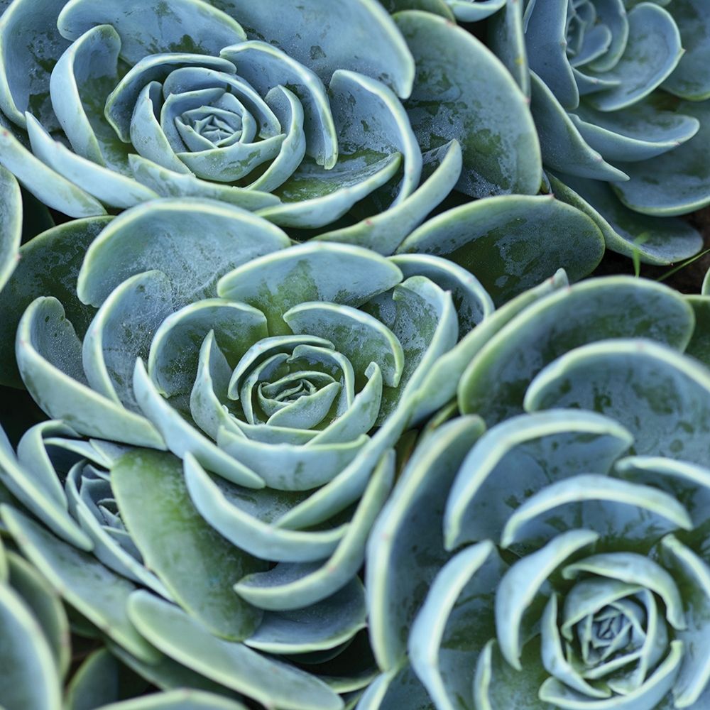 Blue Green Flora art print by Linjerry for $57.95 CAD