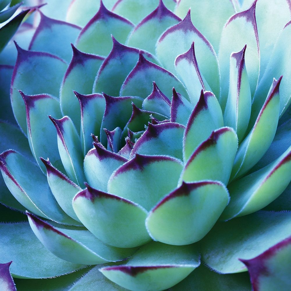 Colorful Cactus art print by Anonymous for $57.95 CAD