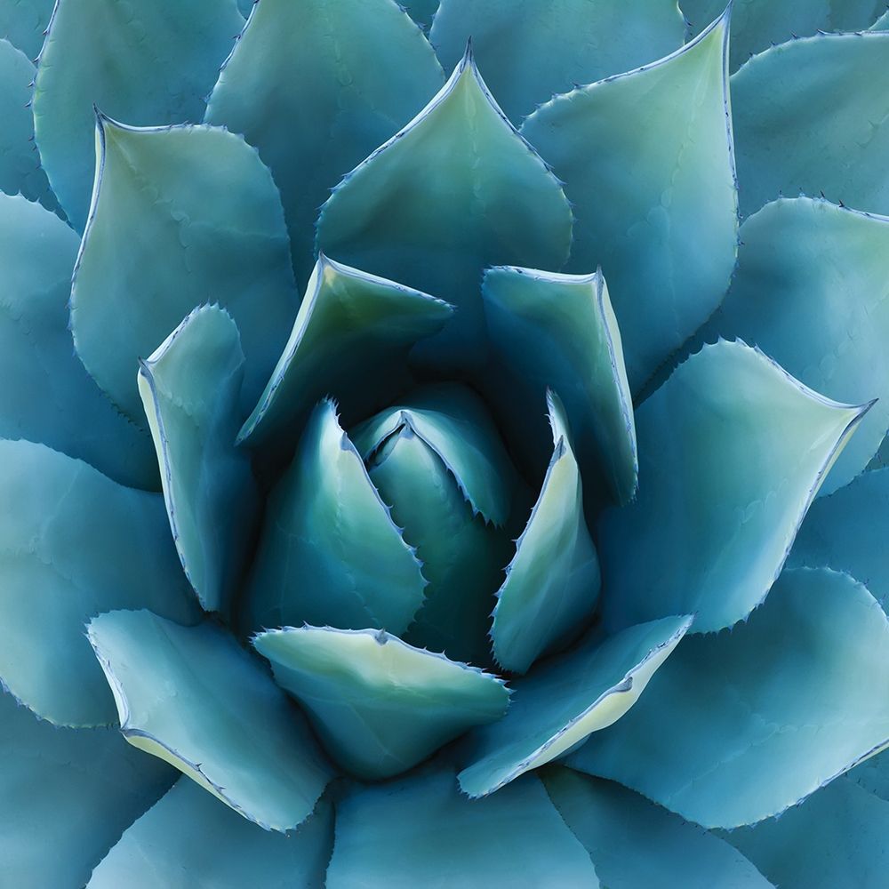Southwest Beauty art print by Hennigan for $57.95 CAD