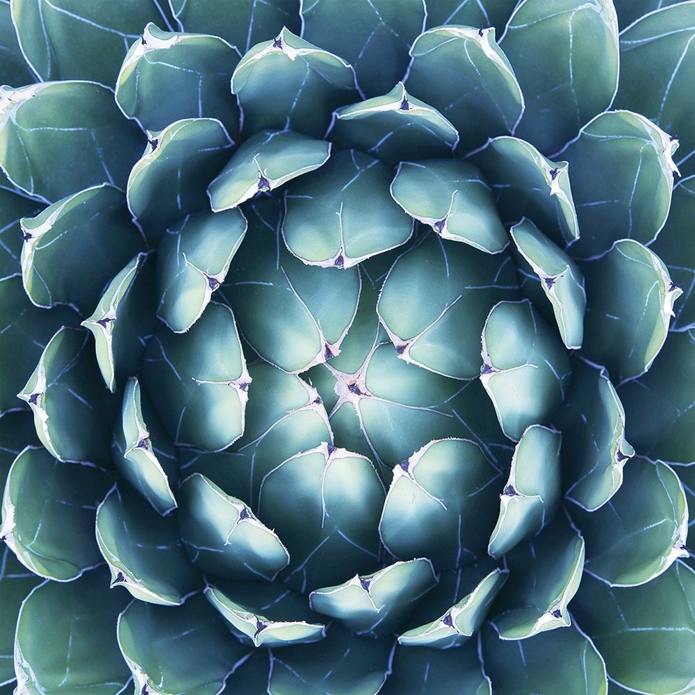 Pianta Grassa art print by B. Barillari for $57.95 CAD