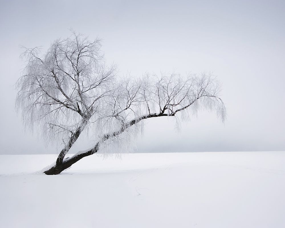 Solitude art print by Anonymous for $57.95 CAD