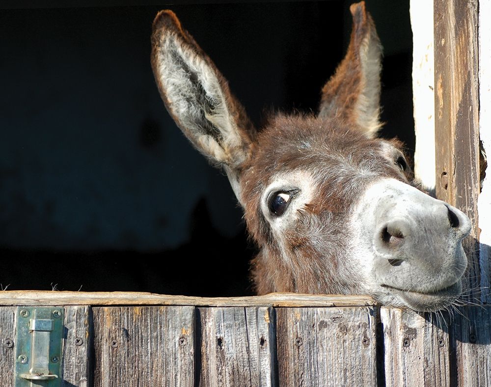 Whos There? art print by Hawlan for $57.95 CAD