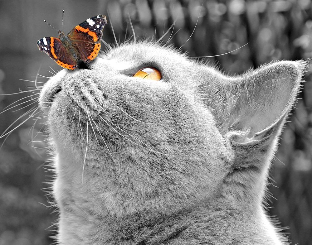 Butterfly on Nose art print by Anonymous for $57.95 CAD