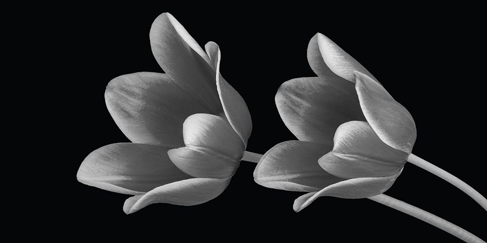 Tulip Fantasy art print by Anonymous for $57.95 CAD