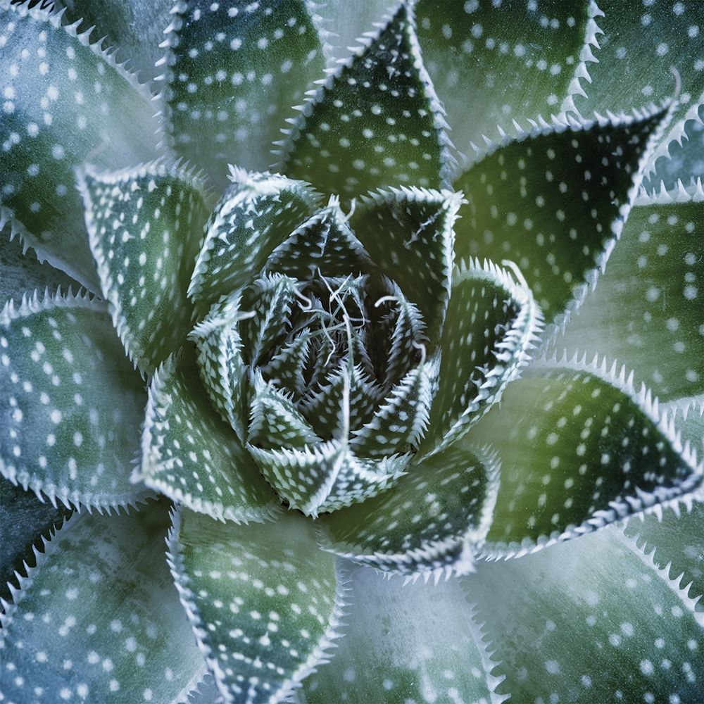 Aloe Aristata art print by Palis for $57.95 CAD
