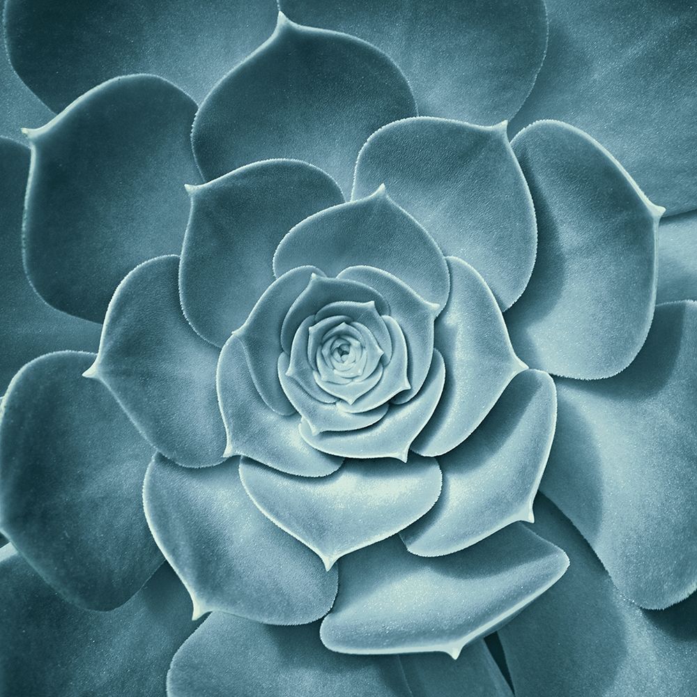 Symmetrical Flora art print by Spiler for $57.95 CAD