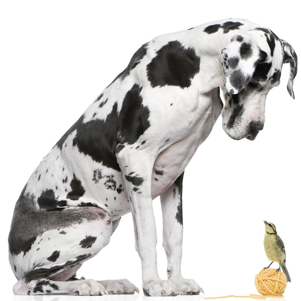 Thats My Ball art print by Anonymous for $57.95 CAD