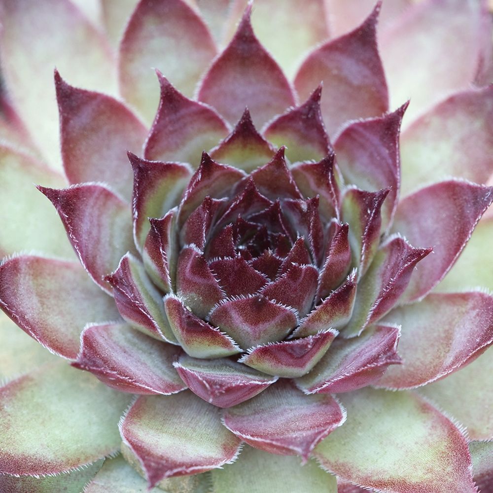 Sempervivum Florette art print by Avison for $57.95 CAD