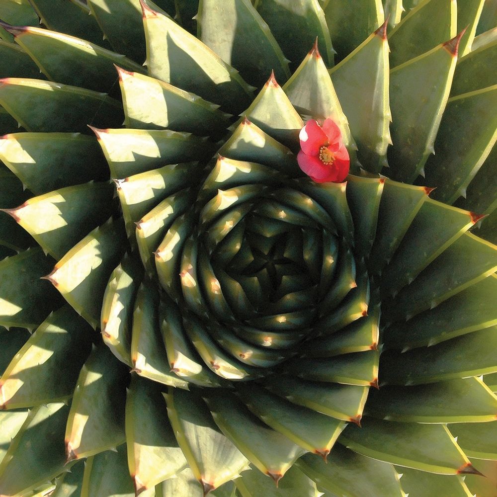 Spiral Aloe art print by Gosselin for $57.95 CAD